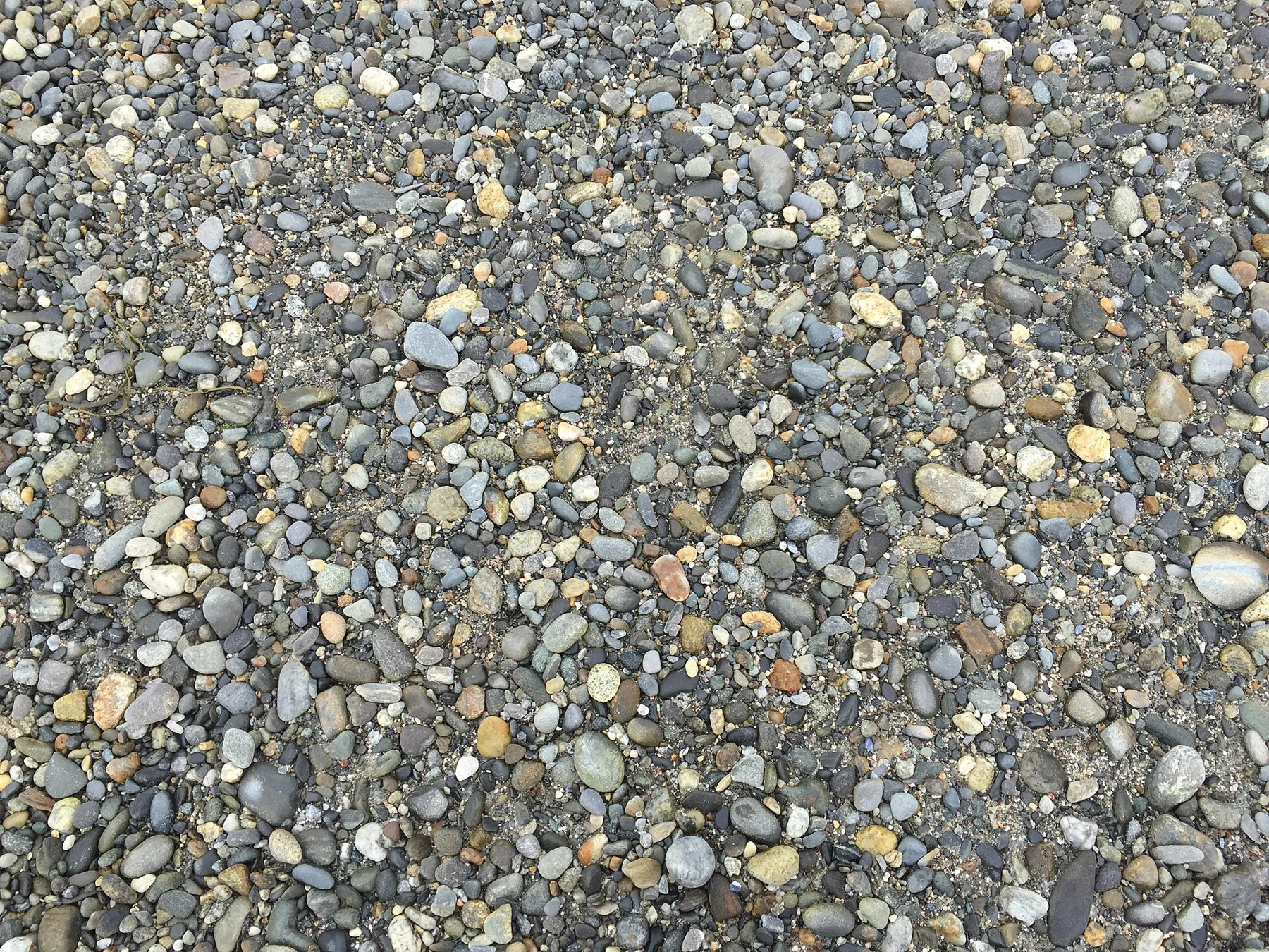 Close detail of Maine coastal rock